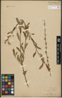 Foto von Salix purpurea L. x Salix repens L.